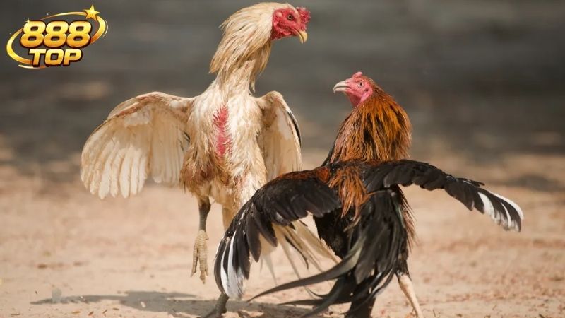 Đá Gà Cựa Dao 888TOP: Đấu Trường Giải Trí Đỉnh Cao & Uy Tín 2 Tổng quan về sức hút của sảnh đá gà cựa dao 888TOP